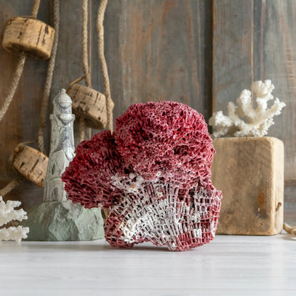 Natural Red Pipe Organ Coral Specimen