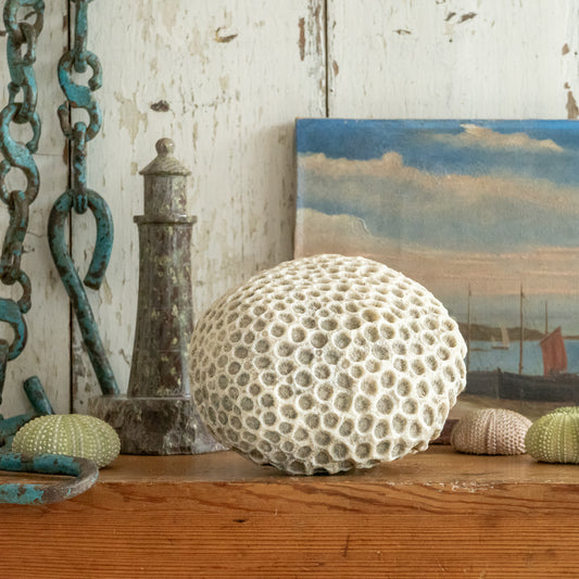 Natural Brain Coral Specimen