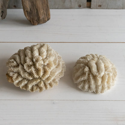 Natural Flower Coral Specimen