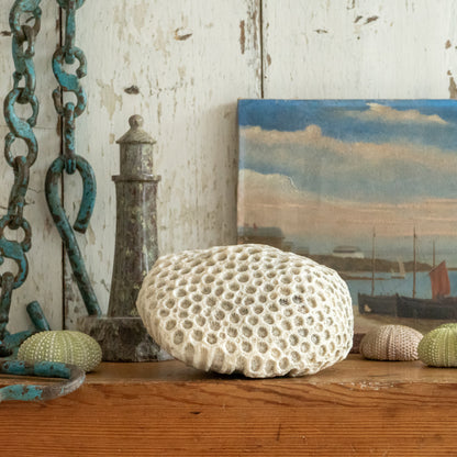 Natural Brain Coral Specimen