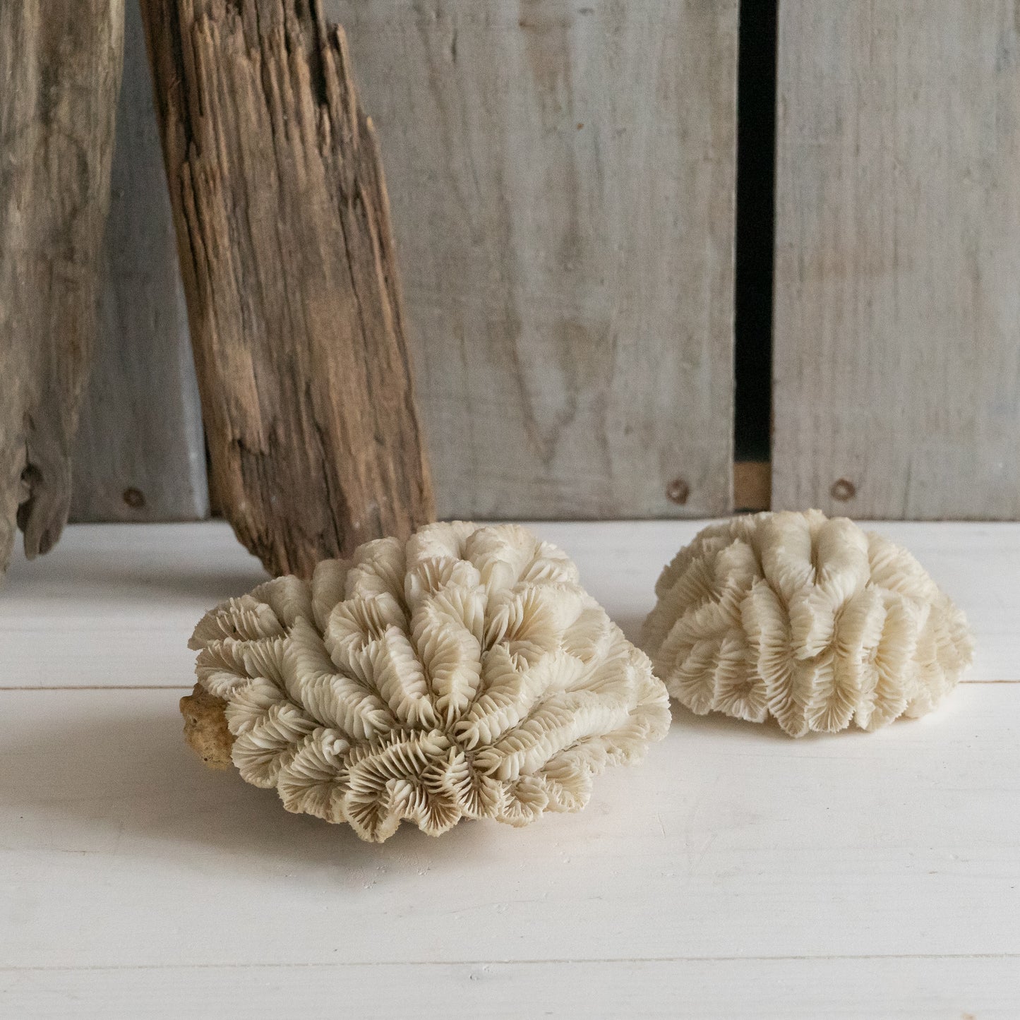 Natural Flower Coral Specimen