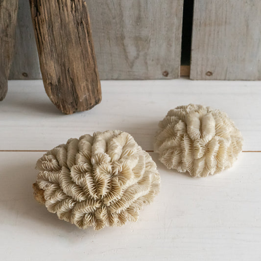 Natural Flower Coral Specimen