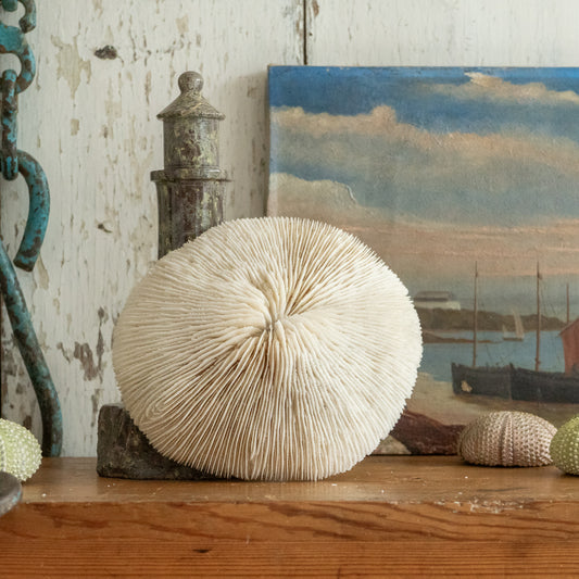 Natural Mushroom Coral Specimen