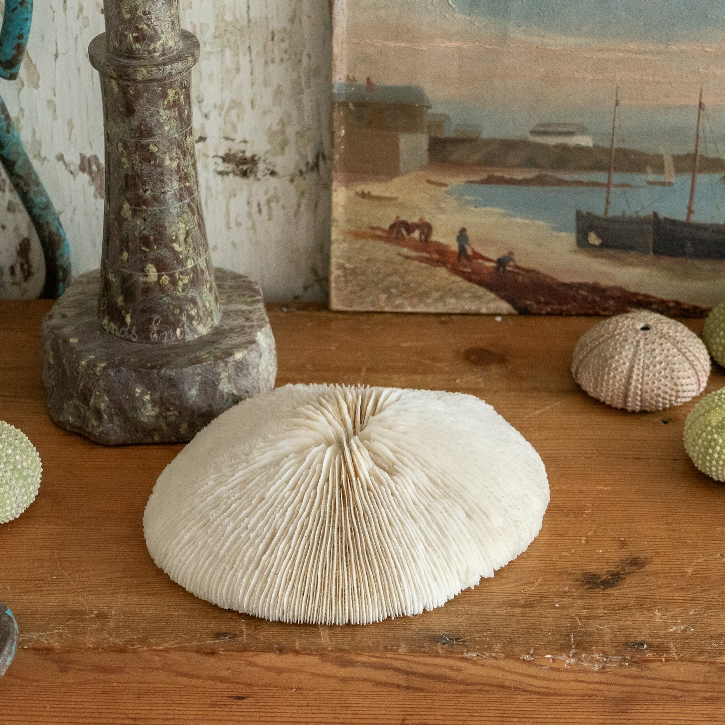 Natural Mushroom Coral Specimen