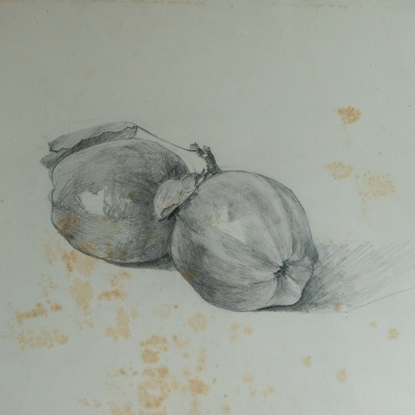 Pencil Drawing of Two Apples #2