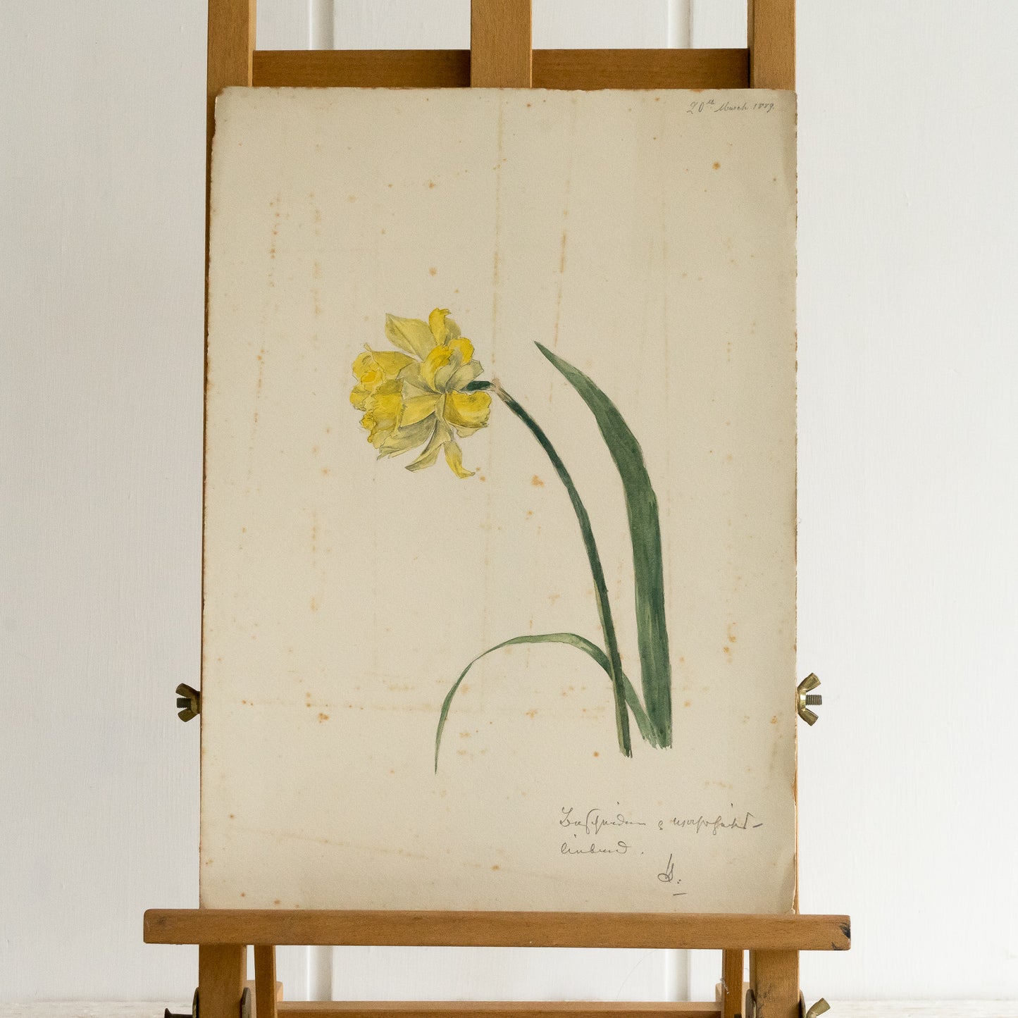 Prety Single Daffodil Watercolour Painting