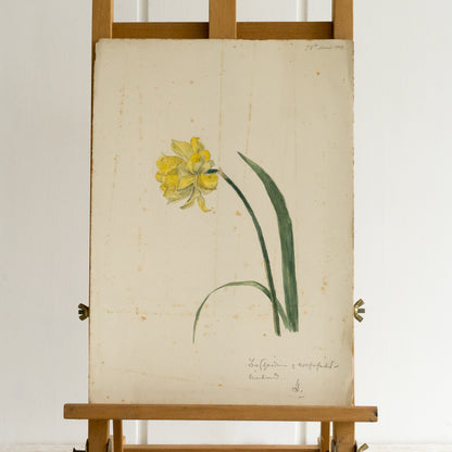 Prety Single Daffodil Watercolour Painting
