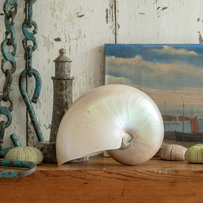 Pretty Vintage Nautilus Shell