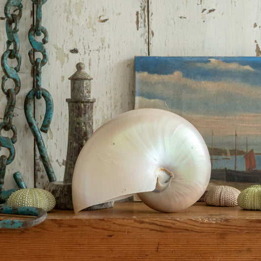 Pretty Vintage Nautilus Shell