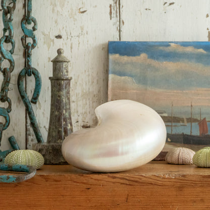 Pretty Vintage Nautilus Shell
