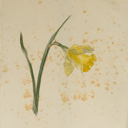 Single Daffodil Watercolour Painting