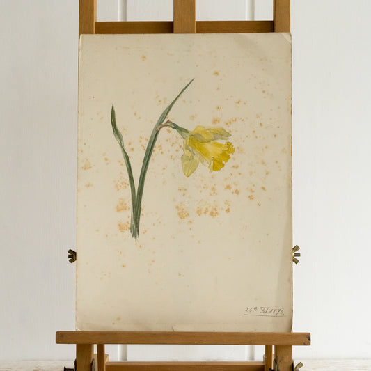 Single Daffodil Watercolour Painting