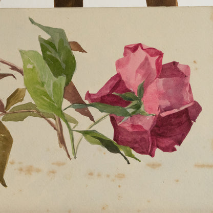 Small Watercolour Painting of a Rose