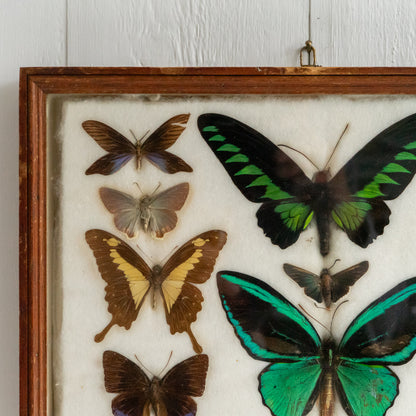 Large Vintage Butterfly Taxidermy Collection