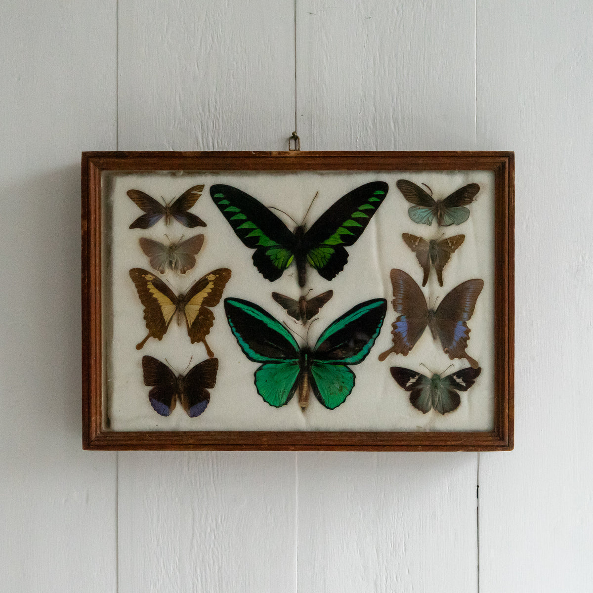 Large Vintage Butterfly Taxidermy Collection