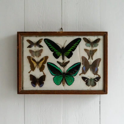 Large Vintage Butterfly Taxidermy Collection