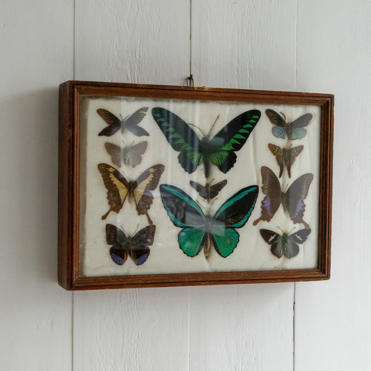 Large Vintage Butterfly Taxidermy Collection
