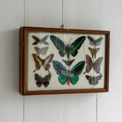 Large Vintage Butterfly Taxidermy Collection