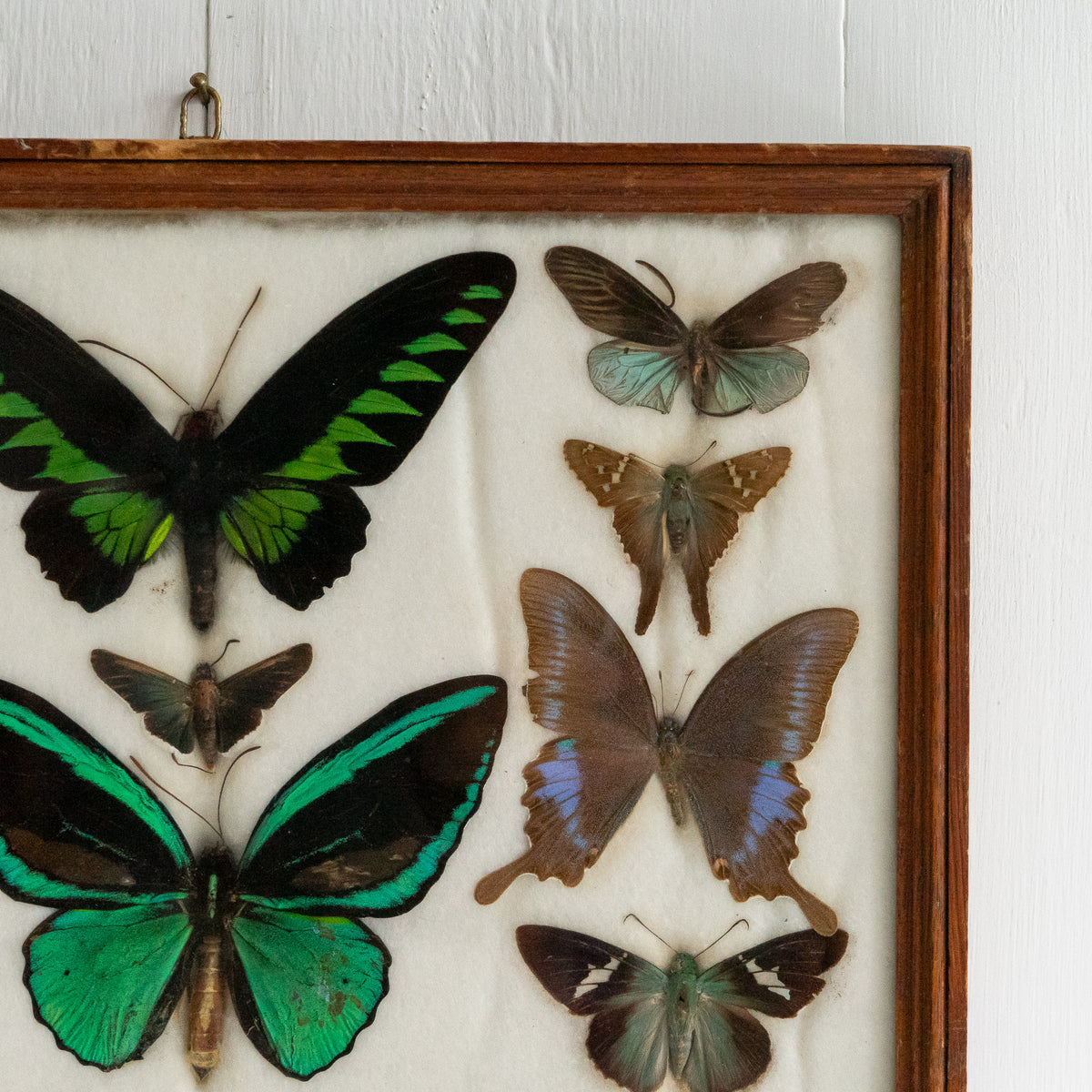 Large Vintage Butterfly Taxidermy Collection