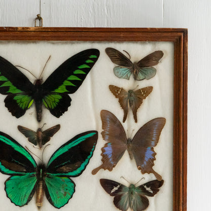 Large Vintage Butterfly Taxidermy Collection