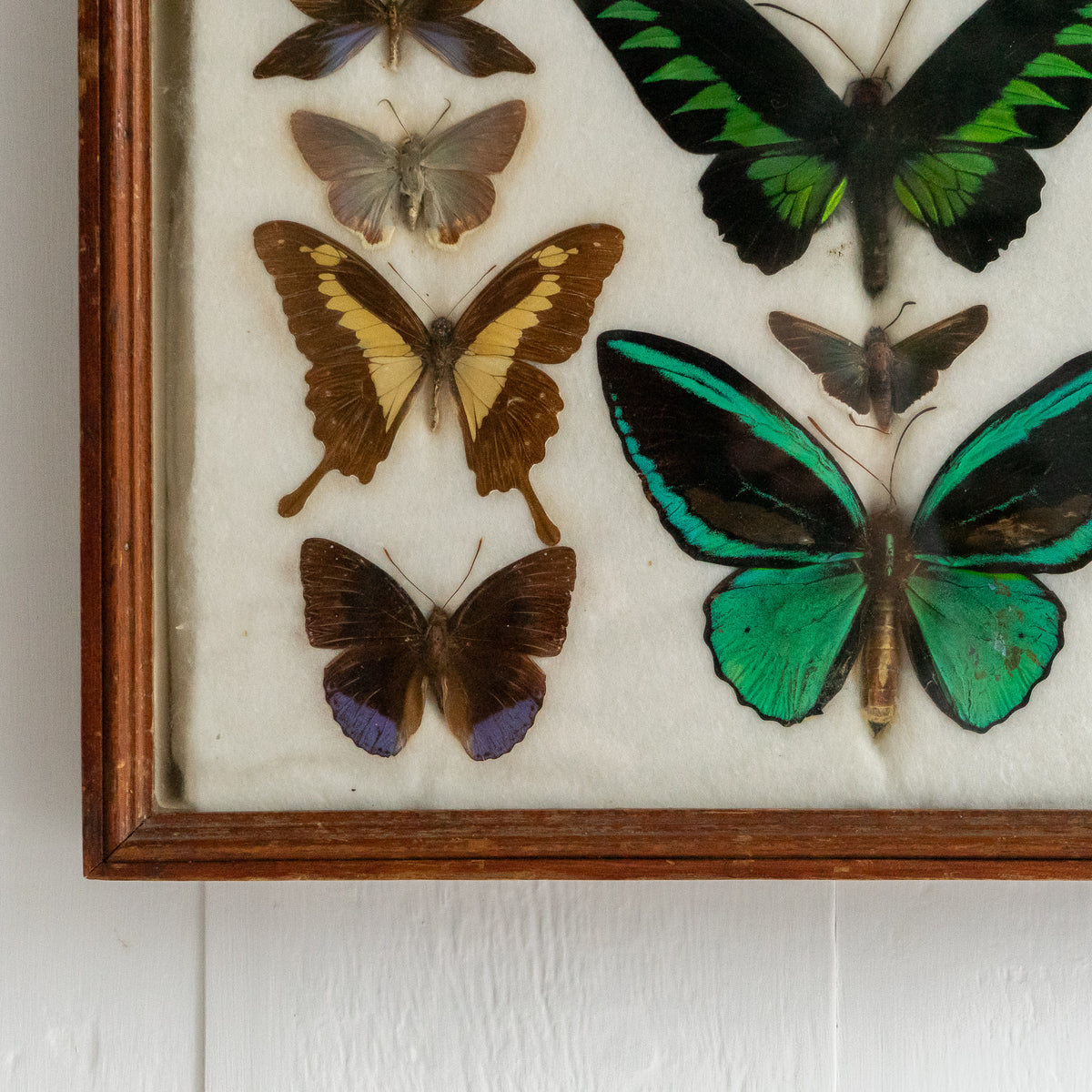 Large Vintage Butterfly Taxidermy Collection