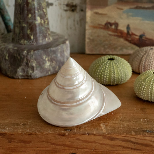 Sweet Little Pearlised Shell