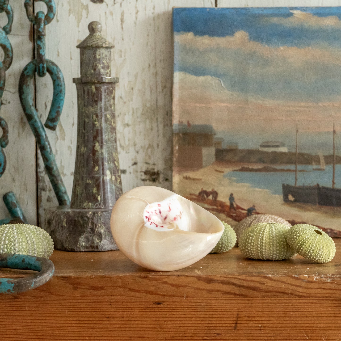 Sweet Little Pearlised Shell