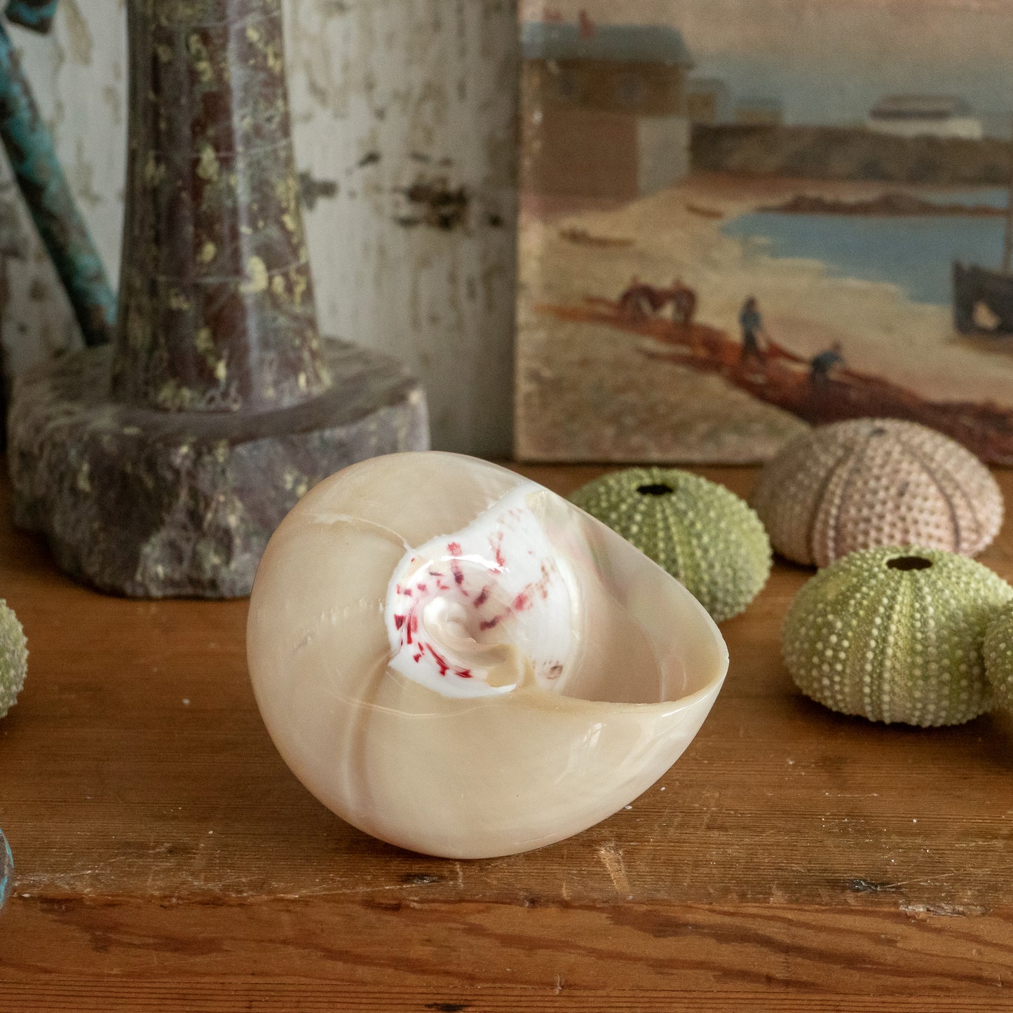 Sweet Little Pearlised Shell
