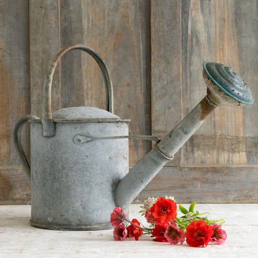 Sweet Little Watering Can and Rose