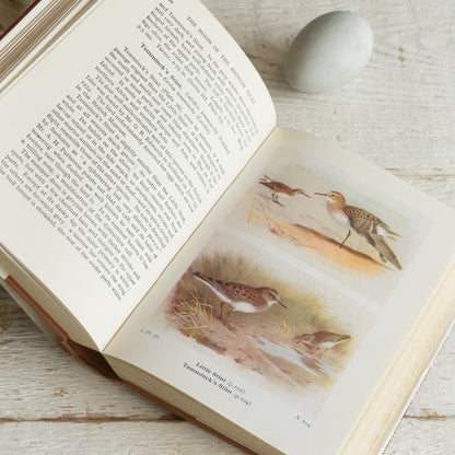 The Birds of the British Isles and Their Eggs Book #2