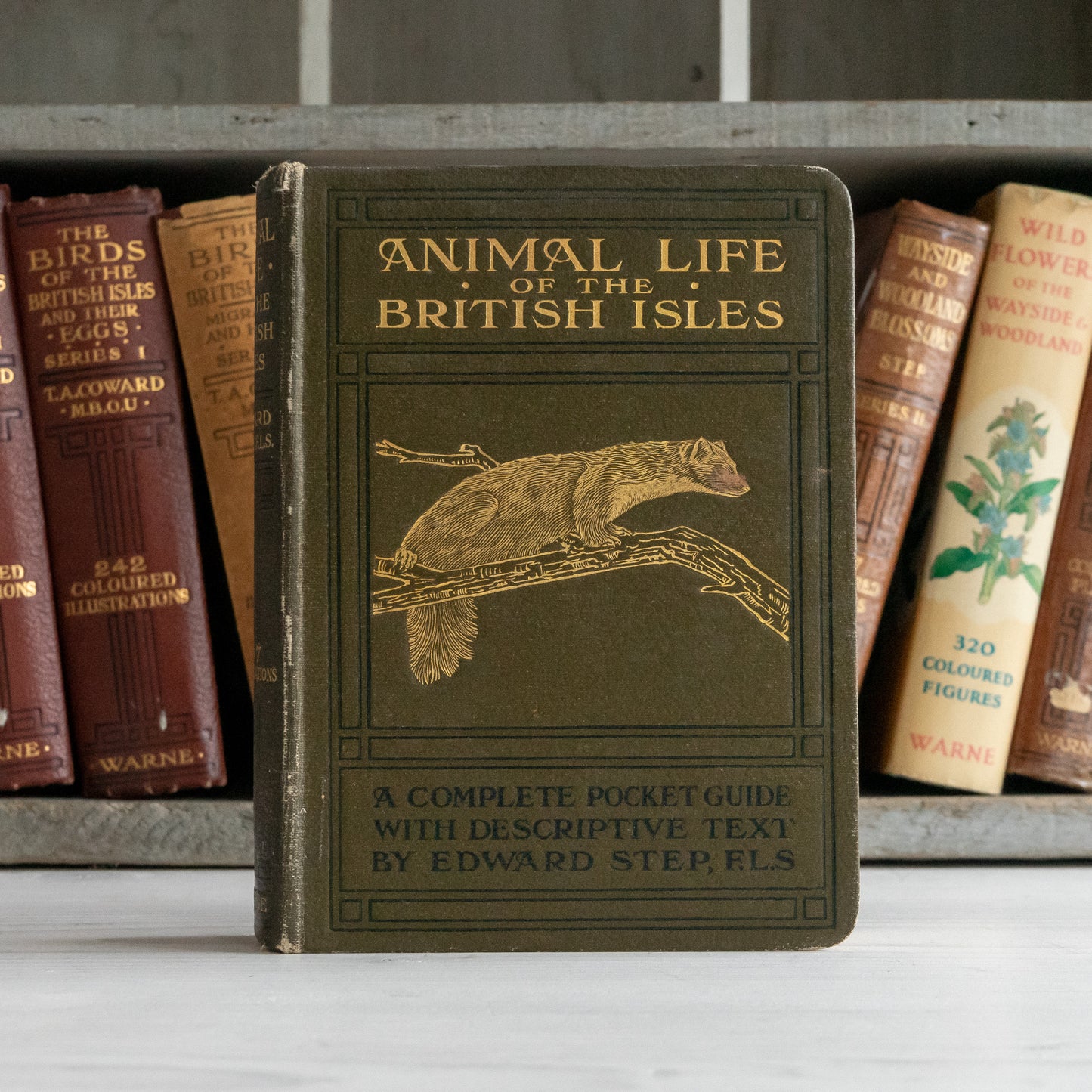 Vintage Animal Life of the British Isles Book