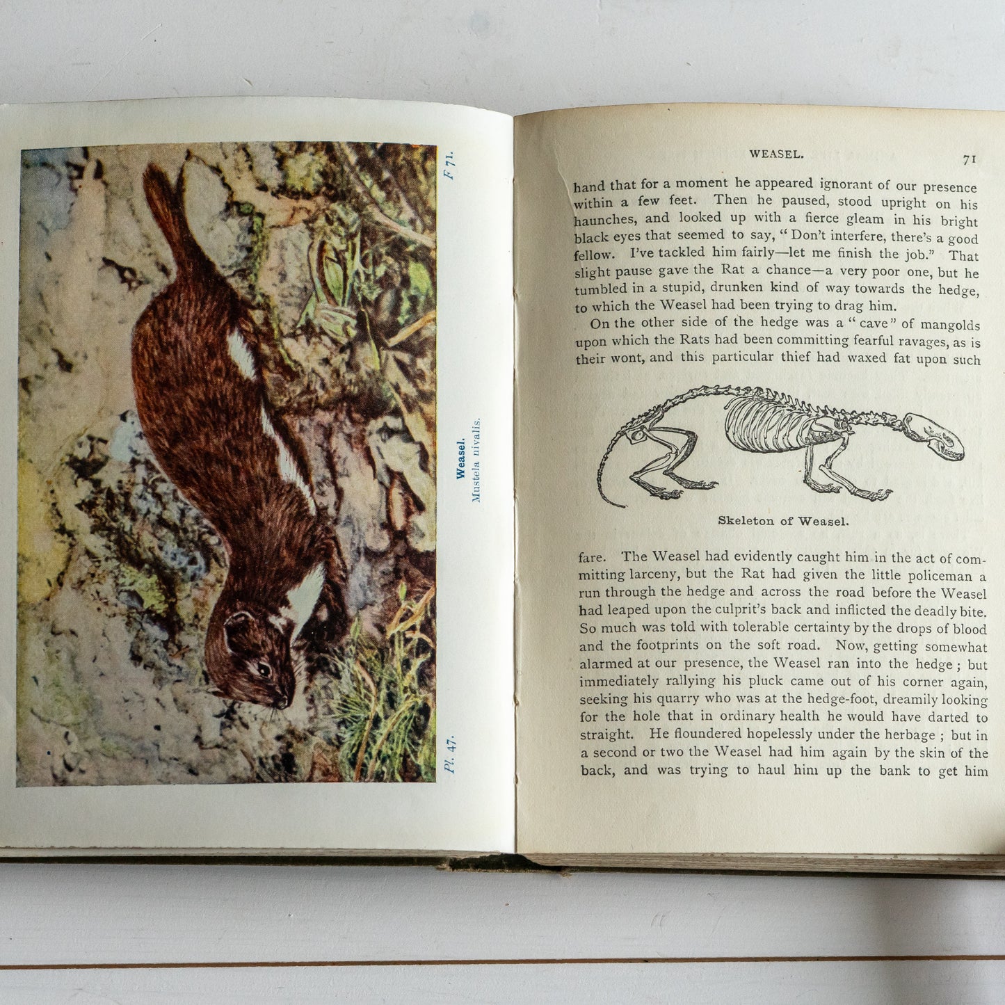 Vintage Animal Life of the British Isles Book