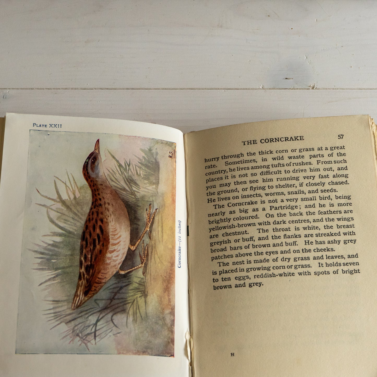 Vintage Birds and Flowers Books