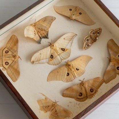 Vintage Boxed Taxidermy Moth Collection #2