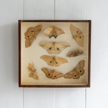 Vintage Boxed Taxidermy Moth Collection #2