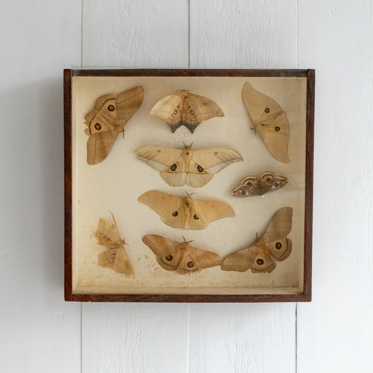 Vintage Boxed Taxidermy Moth Collection #2