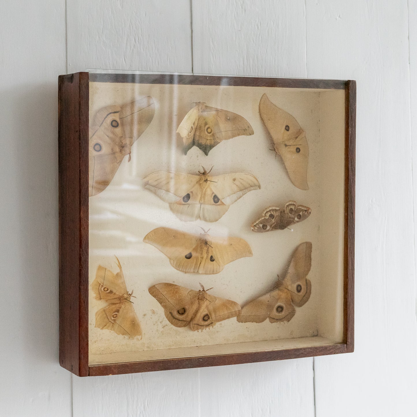 Vintage Boxed Taxidermy Moth Collection #2