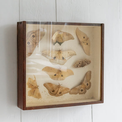 Vintage Boxed Taxidermy Moth Collection #2