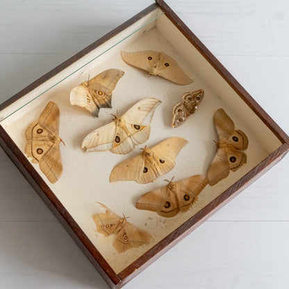 Vintage Boxed Taxidermy Moth Collection #2