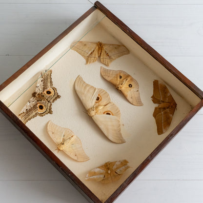 Vintage Boxed Moth Taxidermy Collection