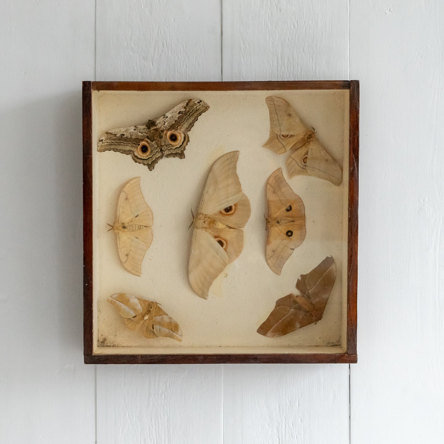 Vintage Boxed Moth Taxidermy Collection