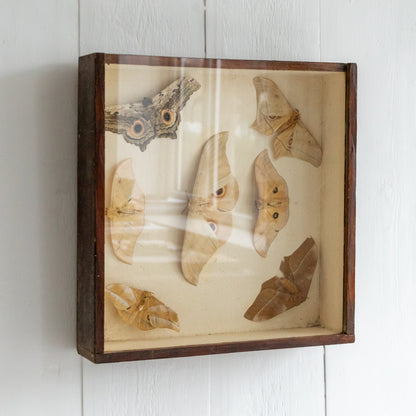 Vintage Boxed Moth Taxidermy Collection