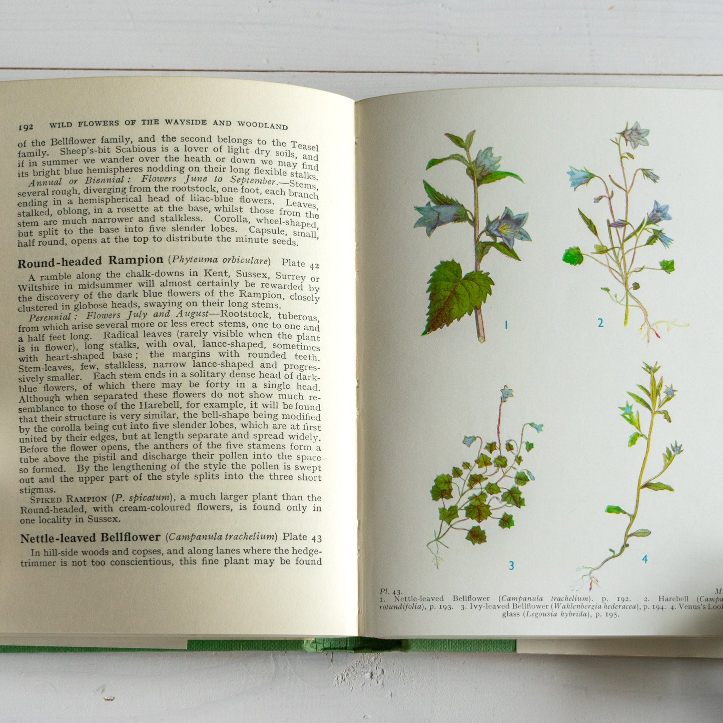 Vintage Wild Flowers of the Wayside & Woodland Book