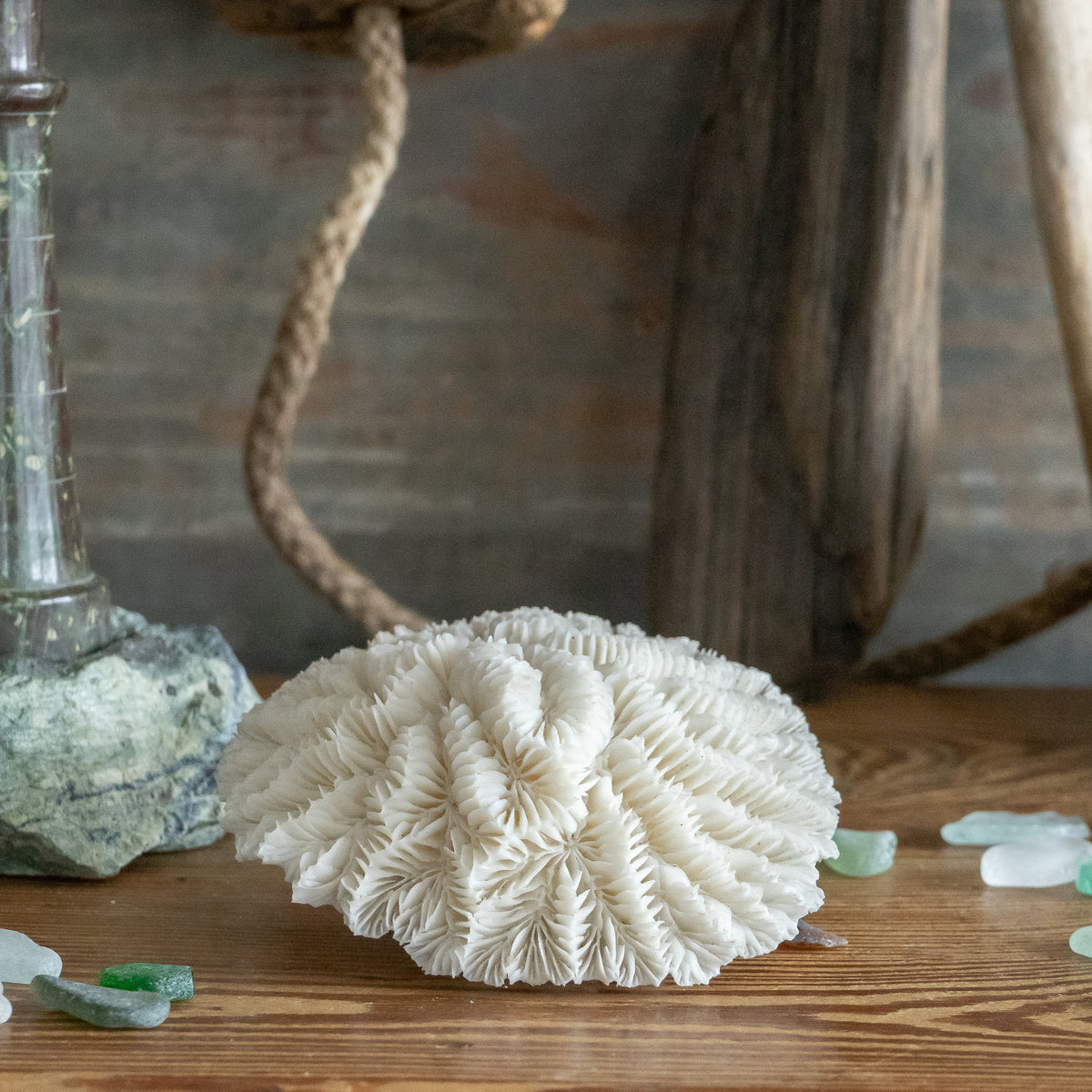 White Flower Coral Specimen