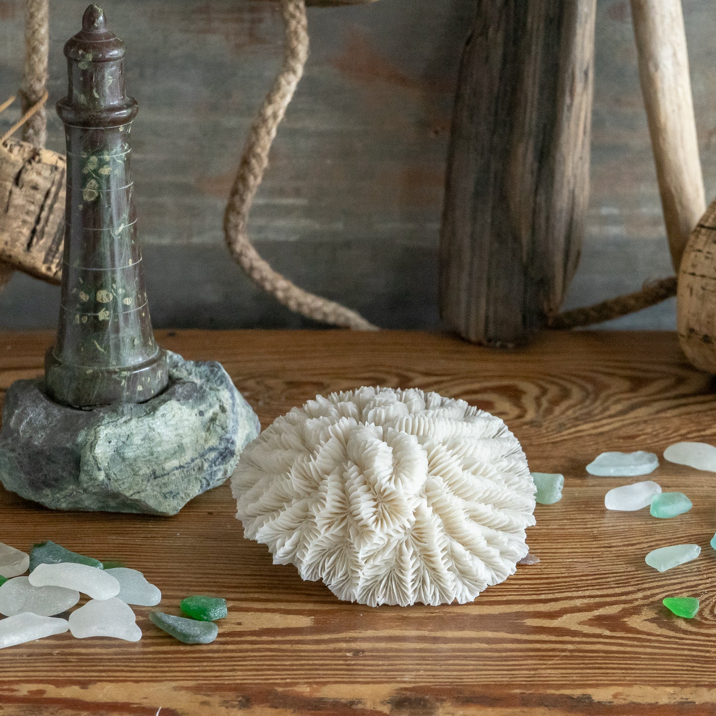 White Flower Coral Specimen