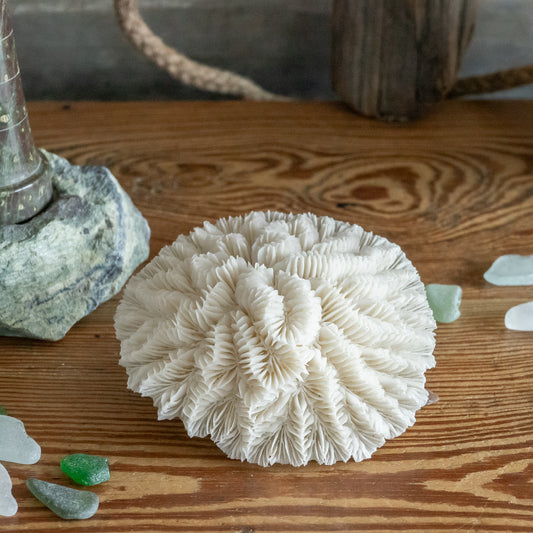 White Flower Coral Specimen