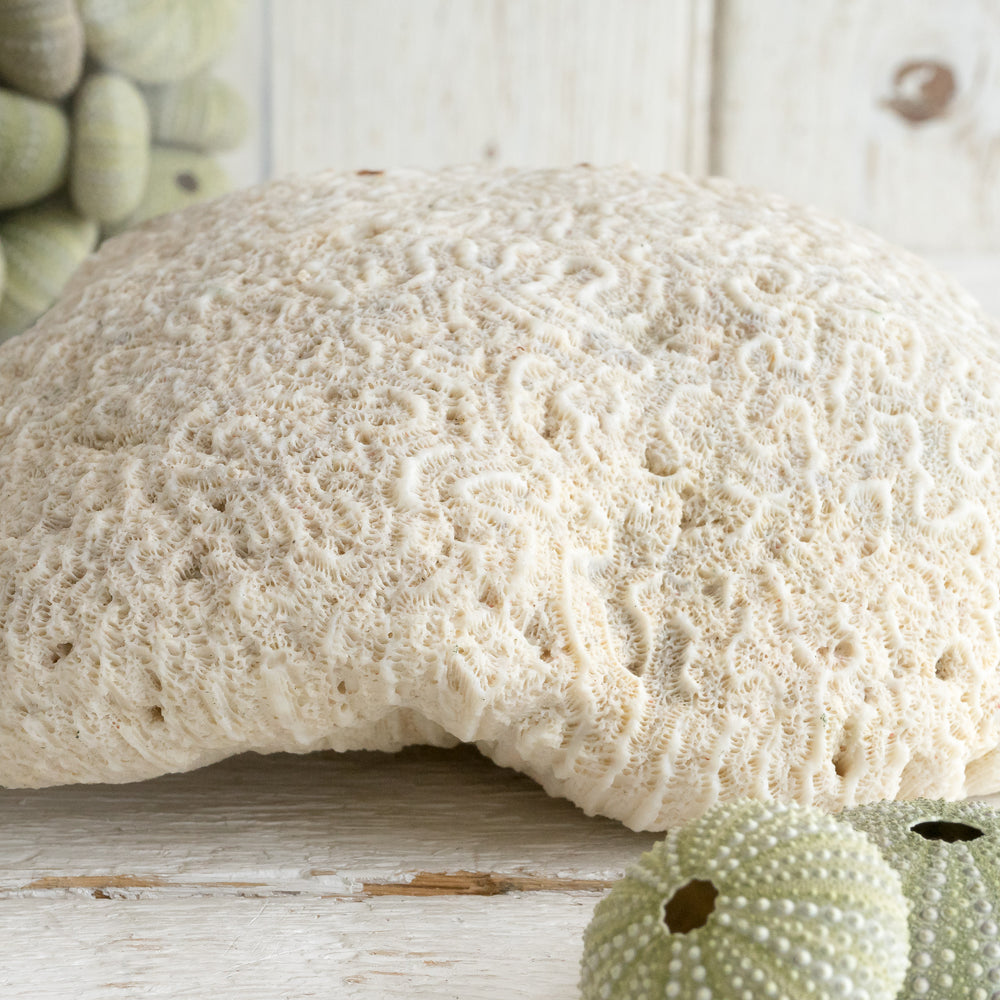 VINTAGE NATURAL BRAIN CORAL SPECIMEN