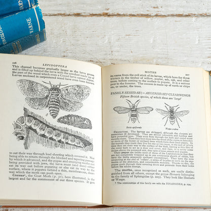 An Insect Book for your Pocket