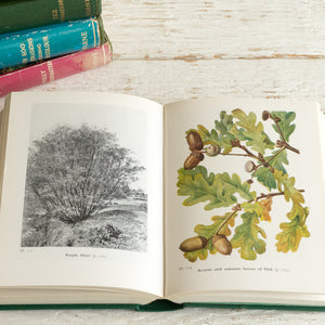 
            
                Load image into Gallery viewer, WAYSIDE AND WOODLAND TREES BOOK
            
        