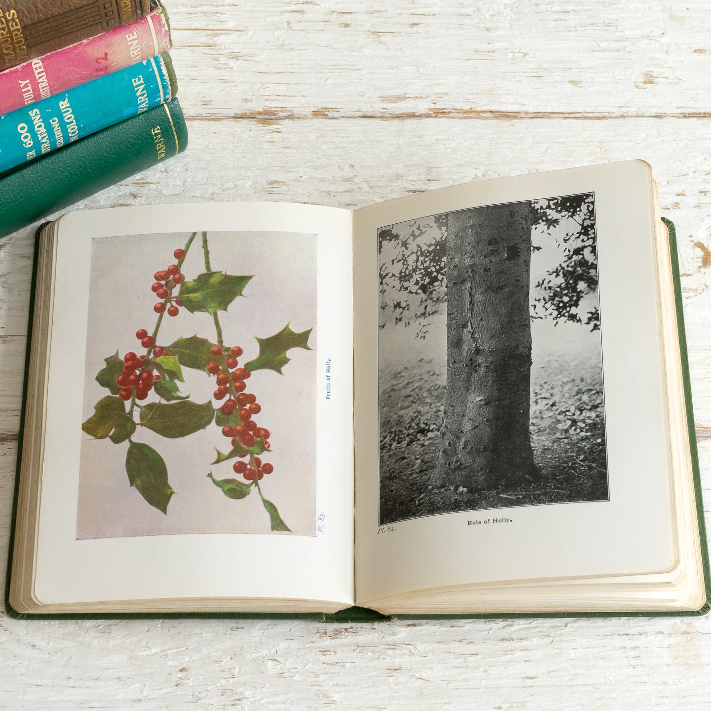 Wayside and Woodland Trees Book #2